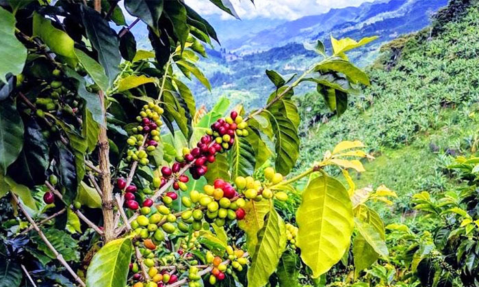 Coffee cultivation